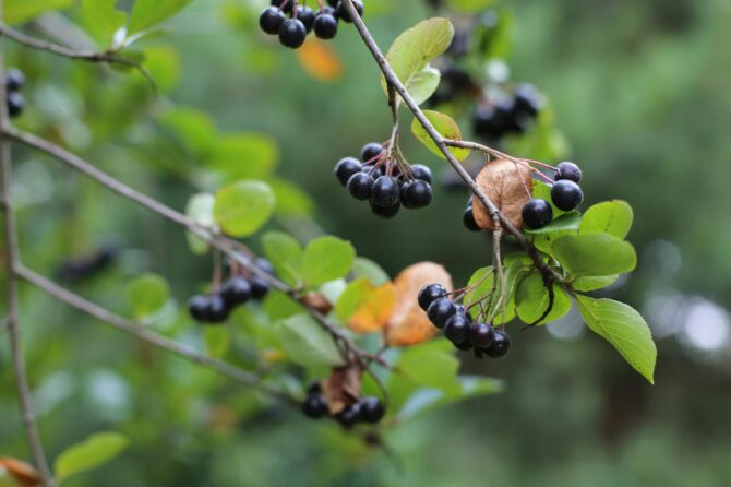 Aronia