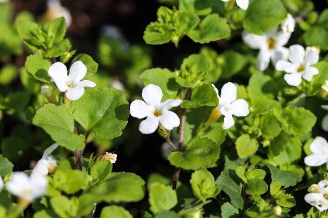Bacopa