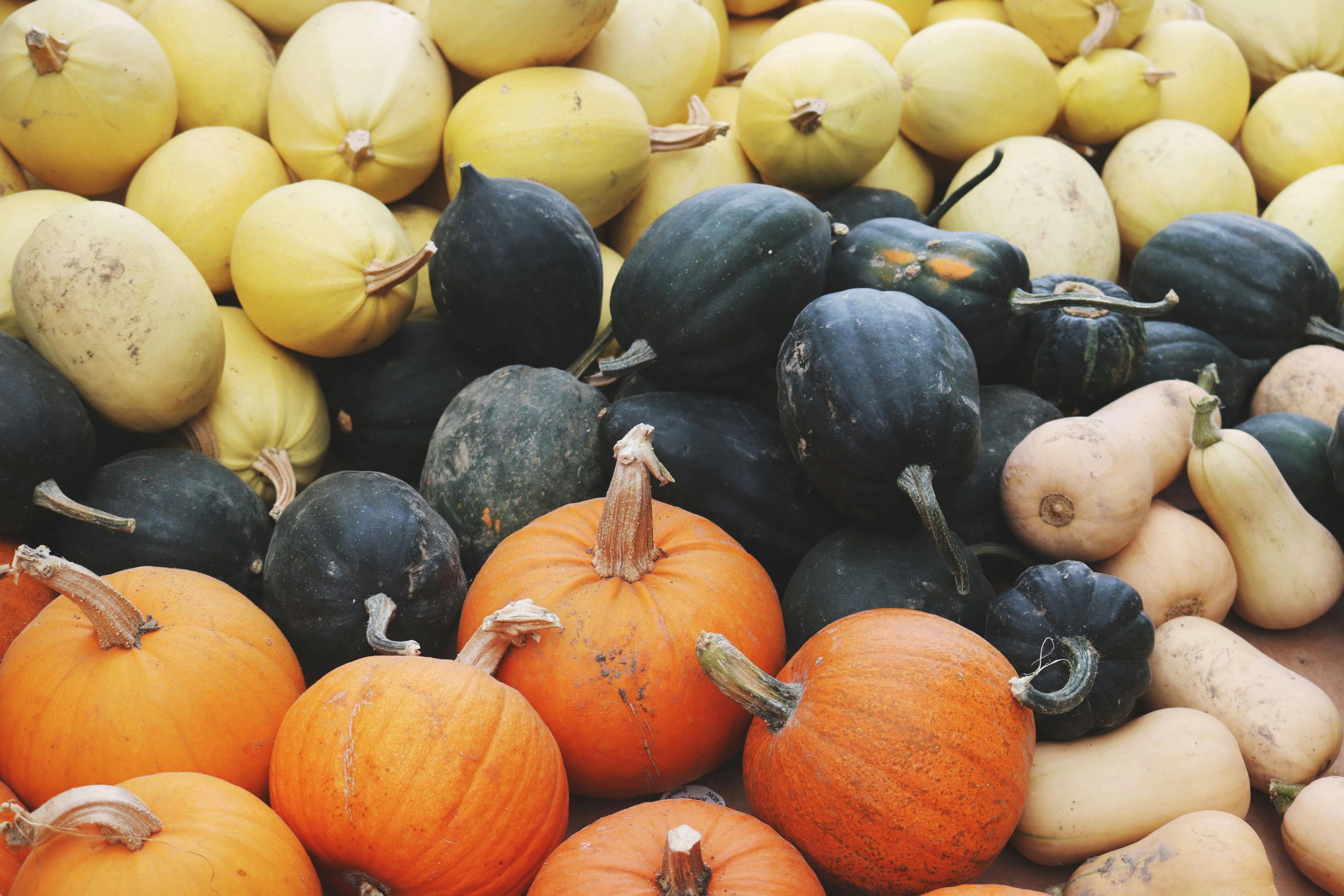 Courge