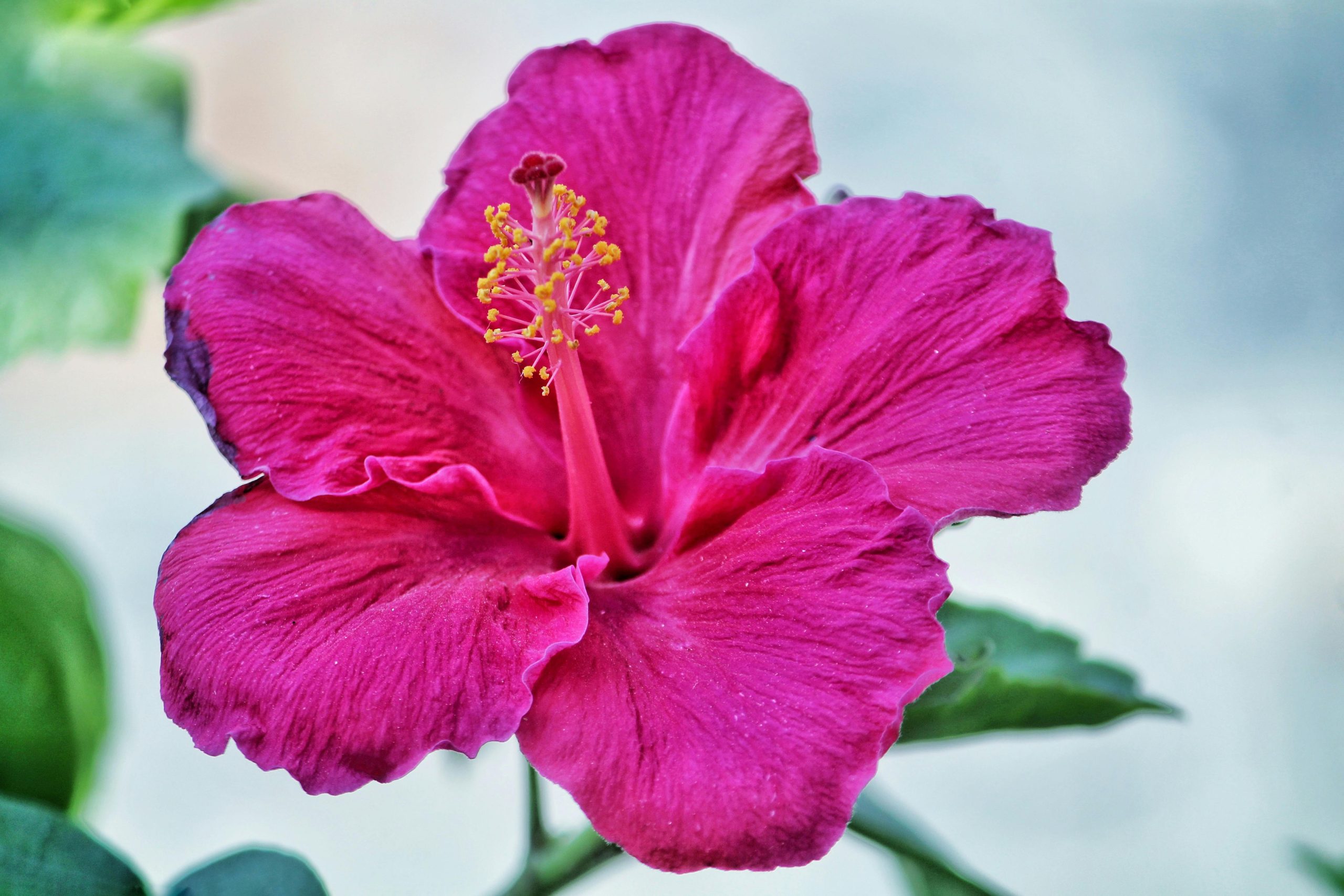 Hibiscus