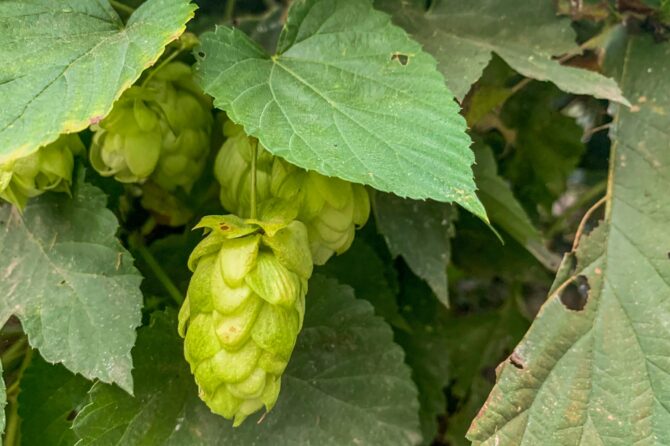 Houblon