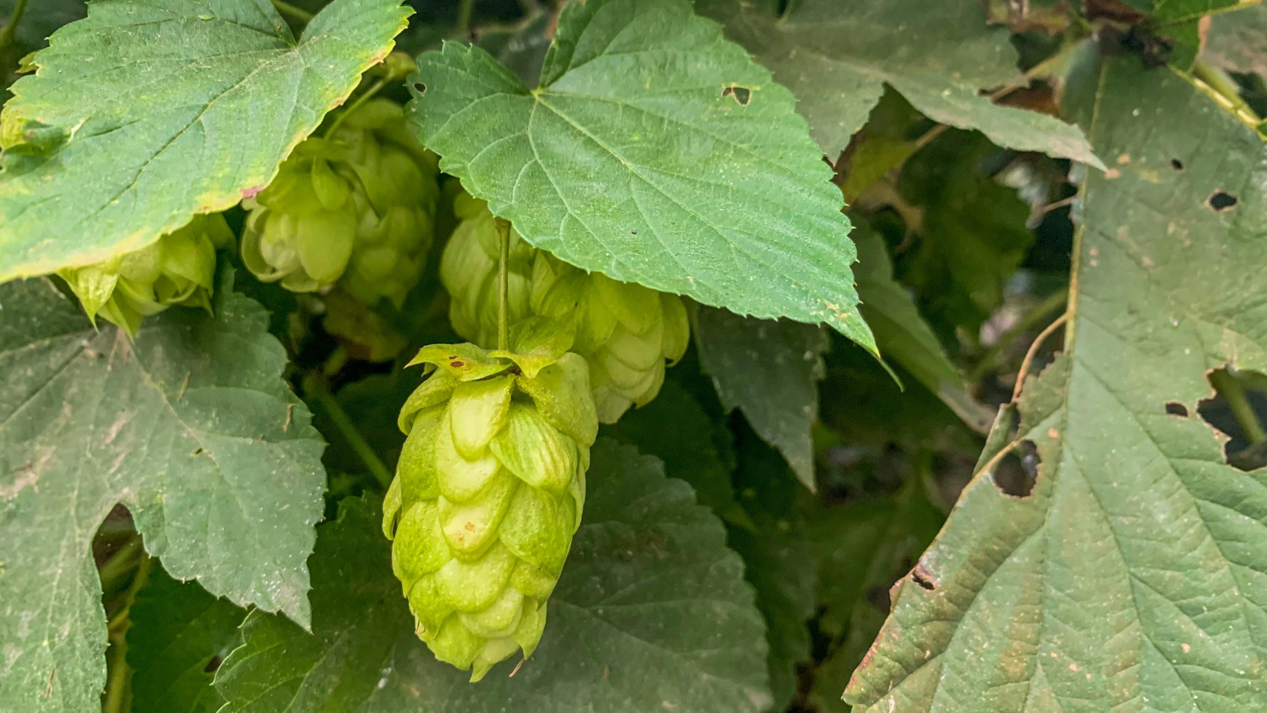Houblon