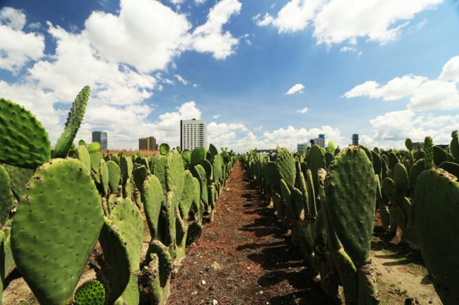 Nopal