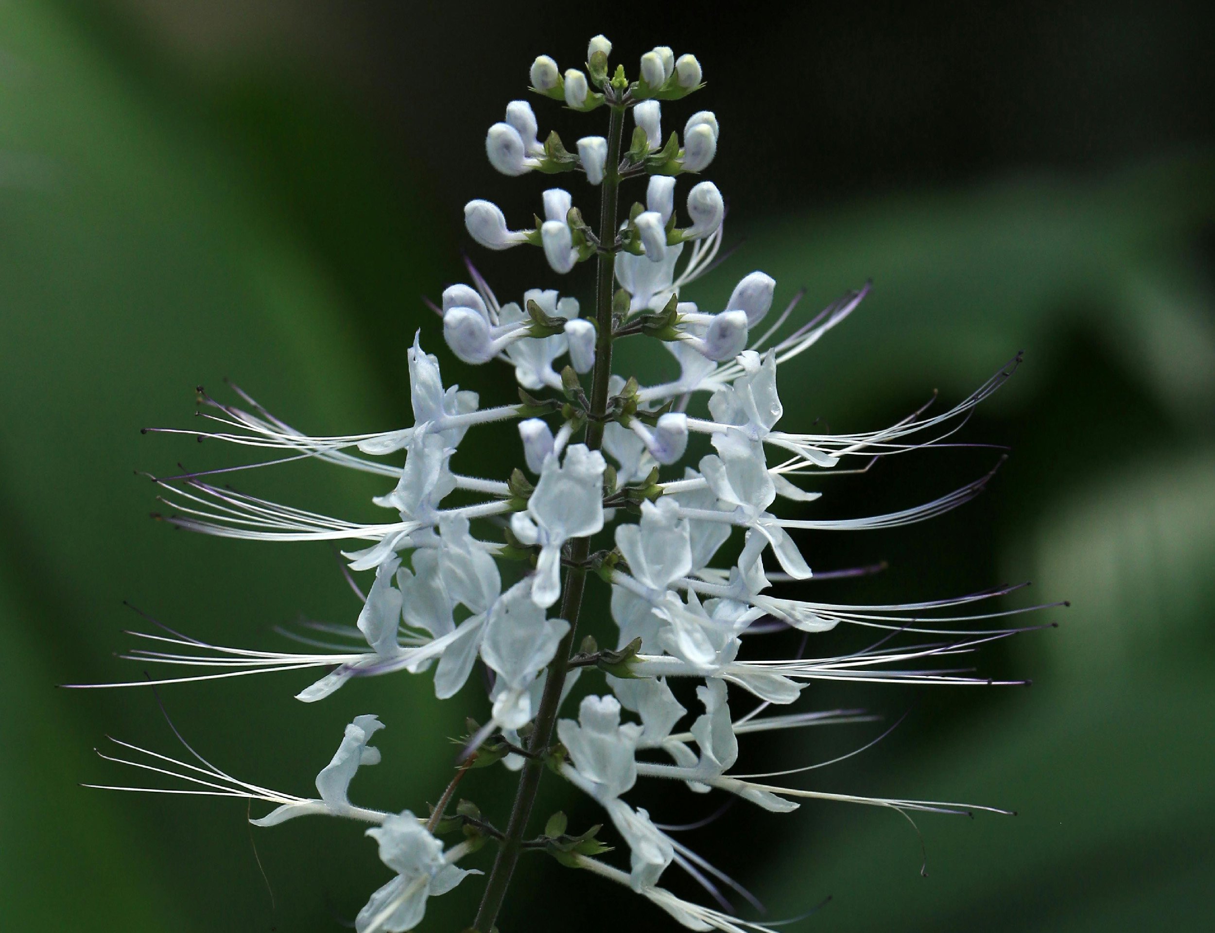 Orthosiphon