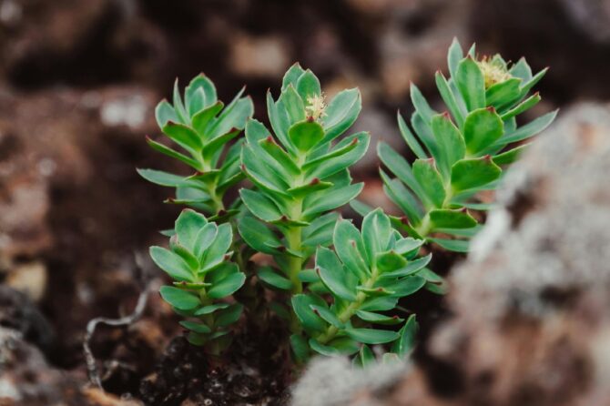 Rhodiola Rosea