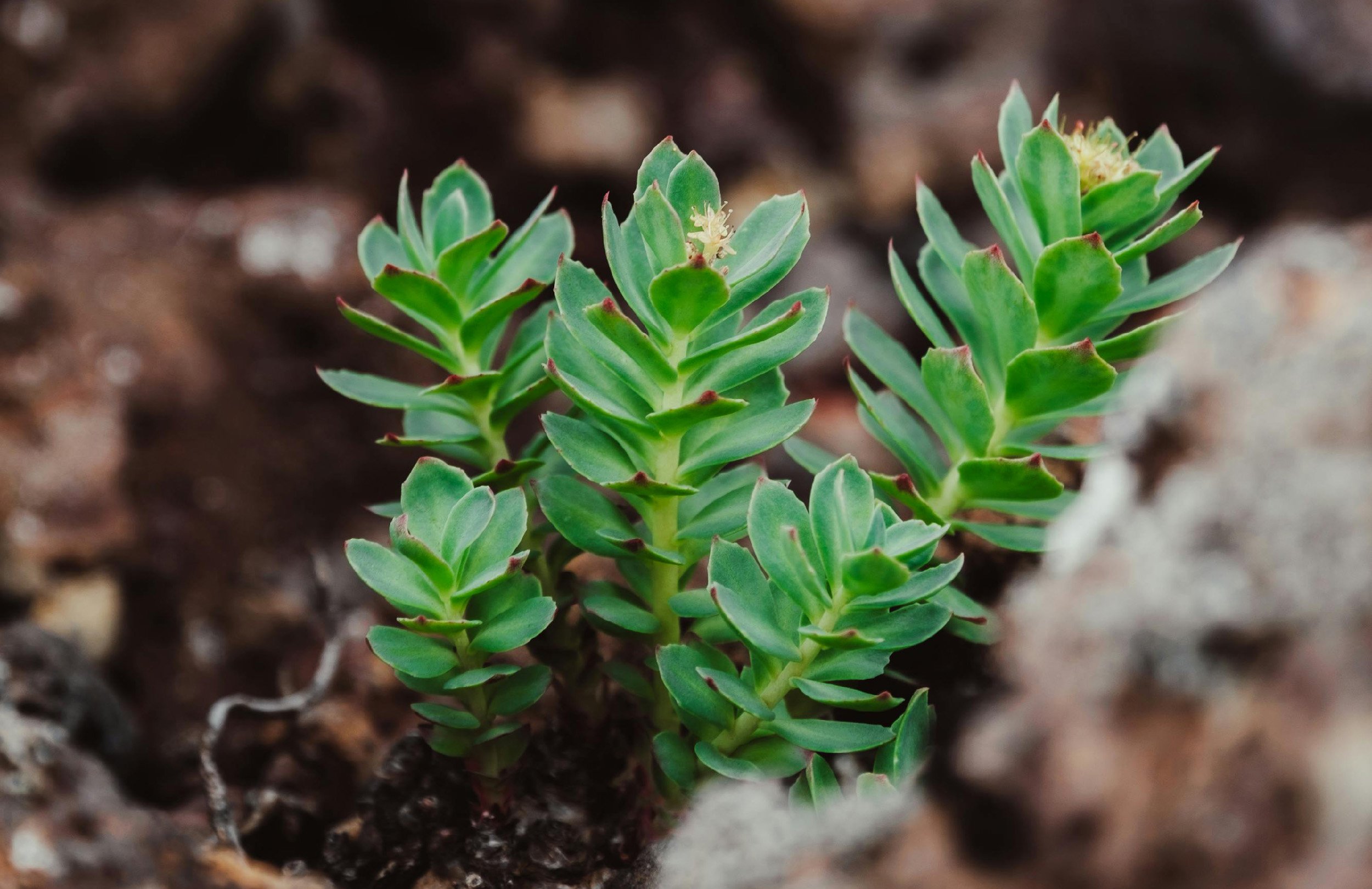 Rhodiola Rosea