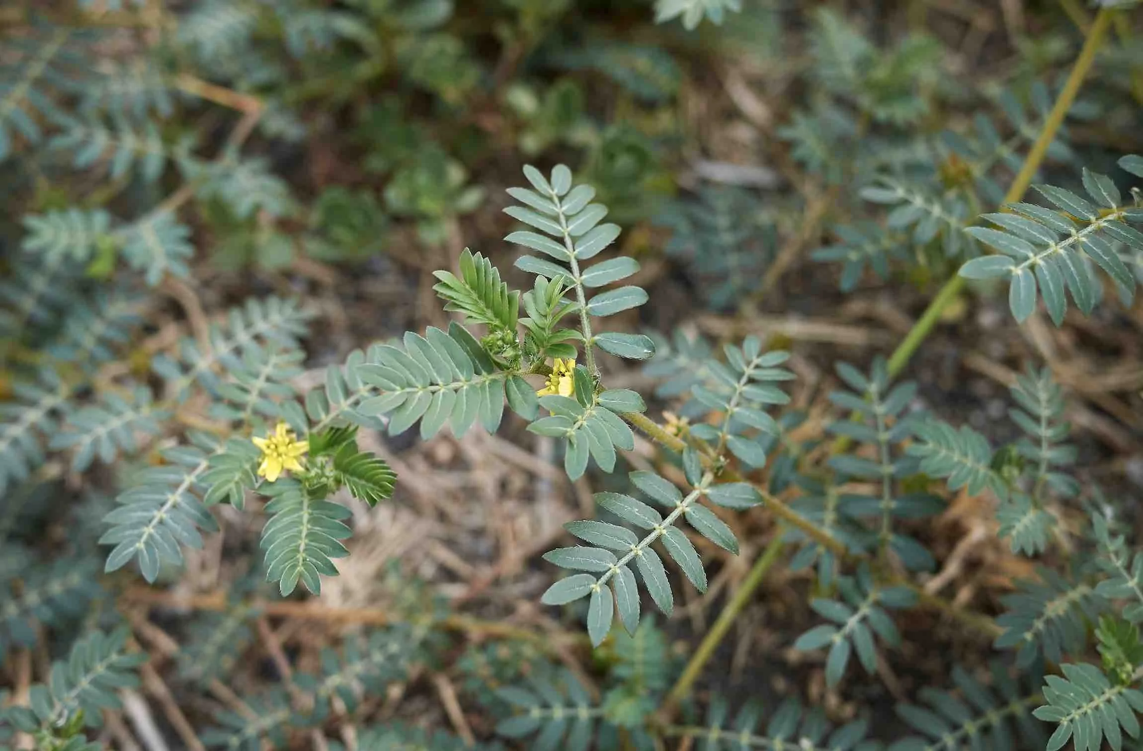 Tribulus
