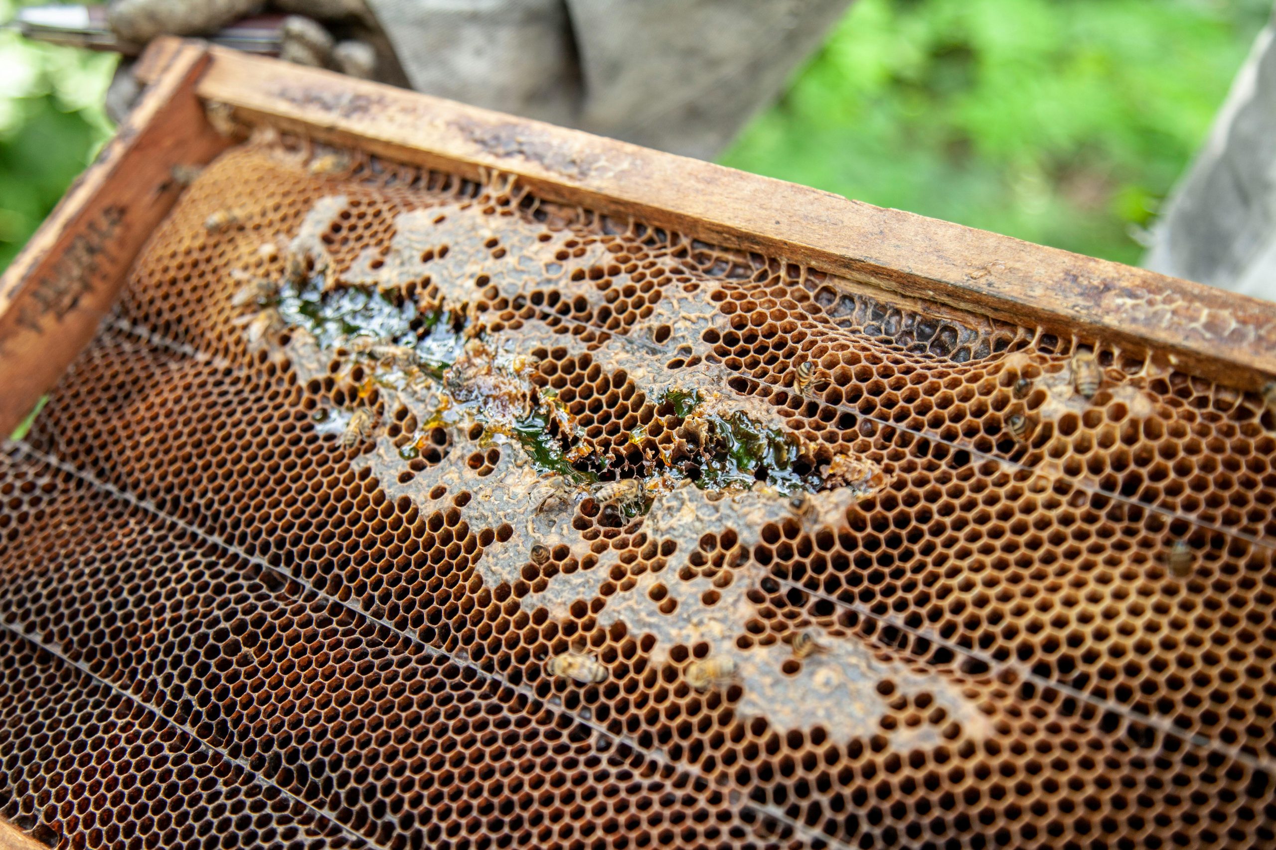 Propolis