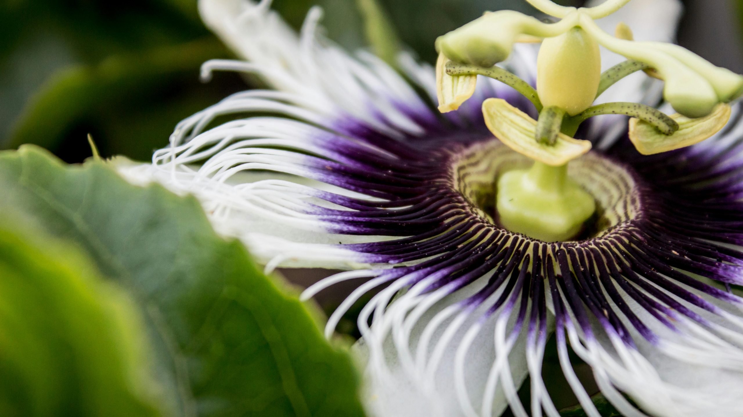 Passiflore