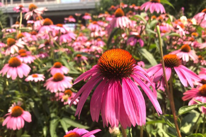 Echinacea Purpurea