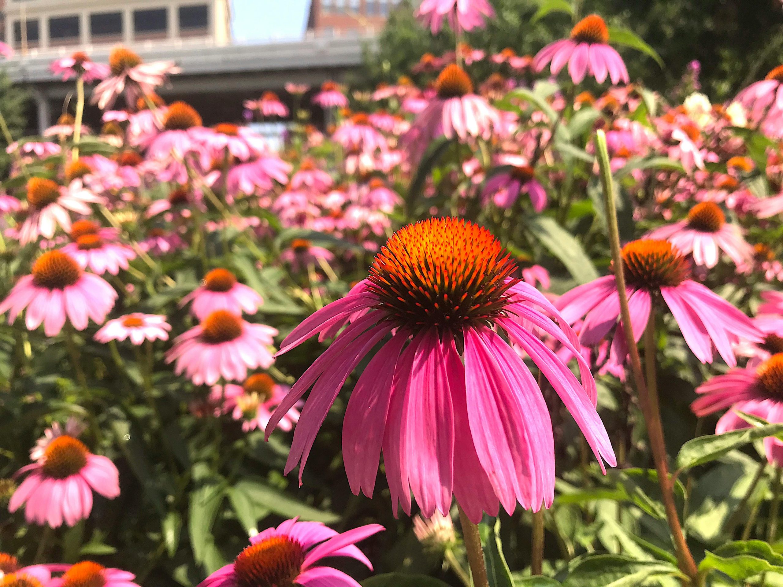 Echinacea Purpurea
